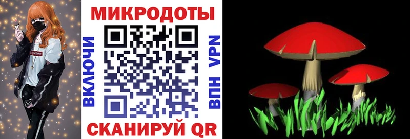 hydra ссылка Щёлково Псилоцибиновые грибы Psilocybe